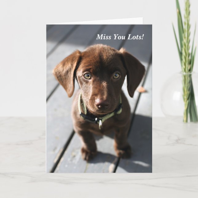 Chocolat Labrador de chiot de carte de voeux (Devant)