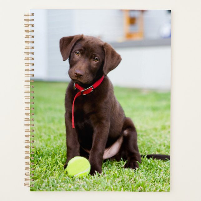 Chocolat Labrador Puppy Avec Tennis Ball (Devant)