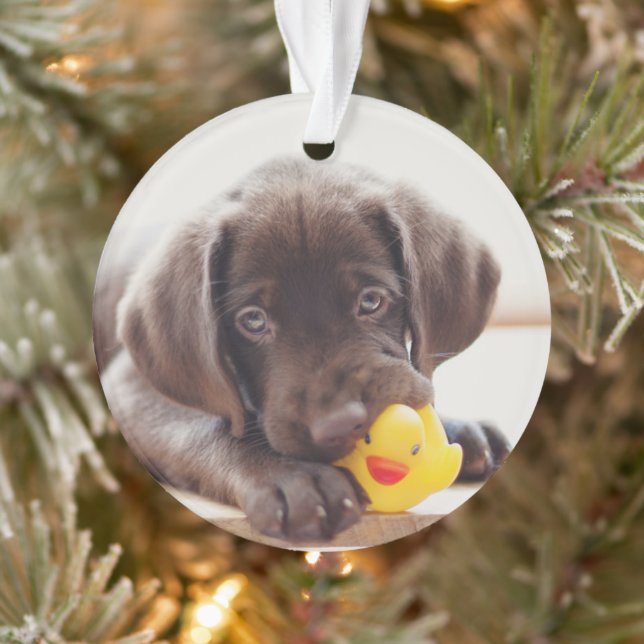 Chocolat Labrador Puppy With Toy Duck (Arbre)