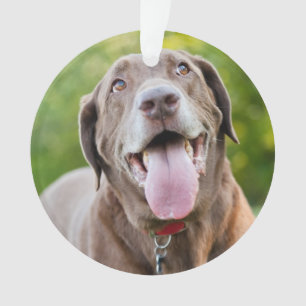 Chocolate Labrador Dog