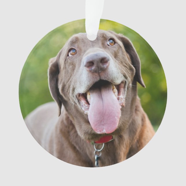 Chocolate Labrador Dog (devant)