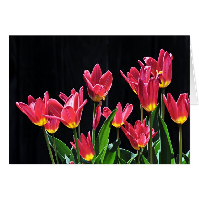 Choeur des tulipes (Devant horizontal)