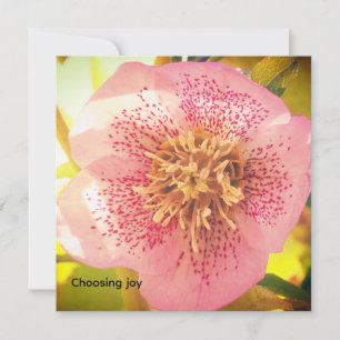 Choisir la joie. Helleborus (Rose de carême)