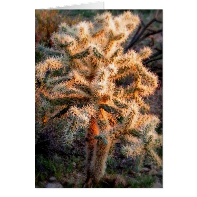 Cholla brillante (Devant)