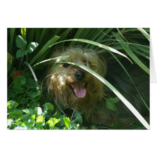 Chompers, Le comte de la marionnette (Devant Horizontal)