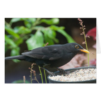 Chongbirds britanniques : oiseau noir mâle