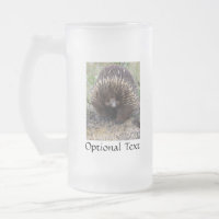 Australie Echidna Cute Animal Photo