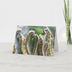 Chou affamé Caterpillar Blanc Carte de voeux