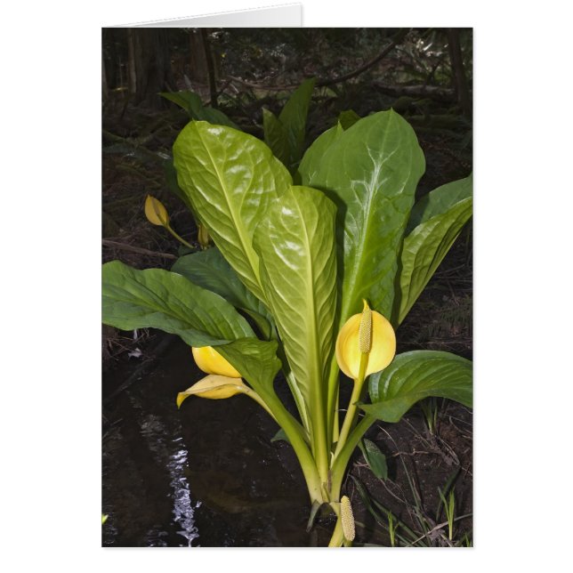 Chou de coffre - Carte (Devant)