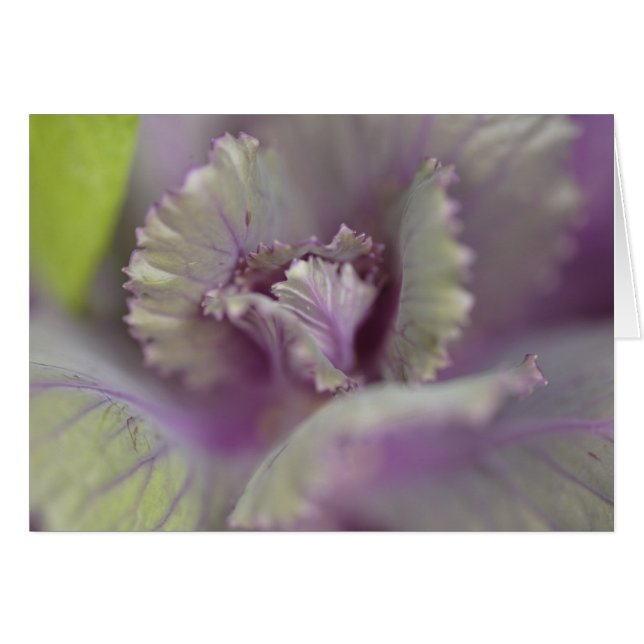 Chou décoratif (Devant horizontal)