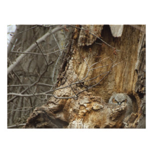 Chouette à cornes - Photographie de la faune