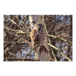 Chouette barrée dans un arbre à bouleau Photo