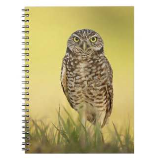 Chouette brulante au Carnet Spiral du coucher du s
