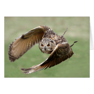 Chouette d'aigle en vol