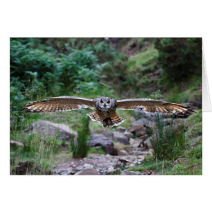 Chouette d'aigle. Motion d'avancement