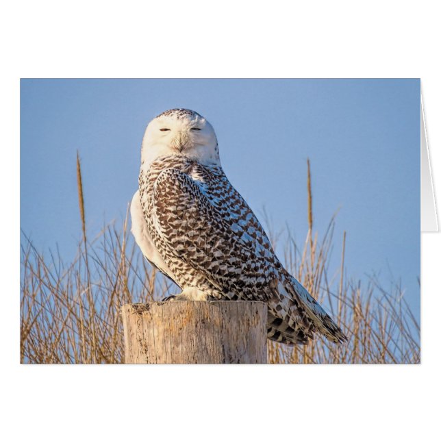 Chouette des neiges (Devant horizontal)
