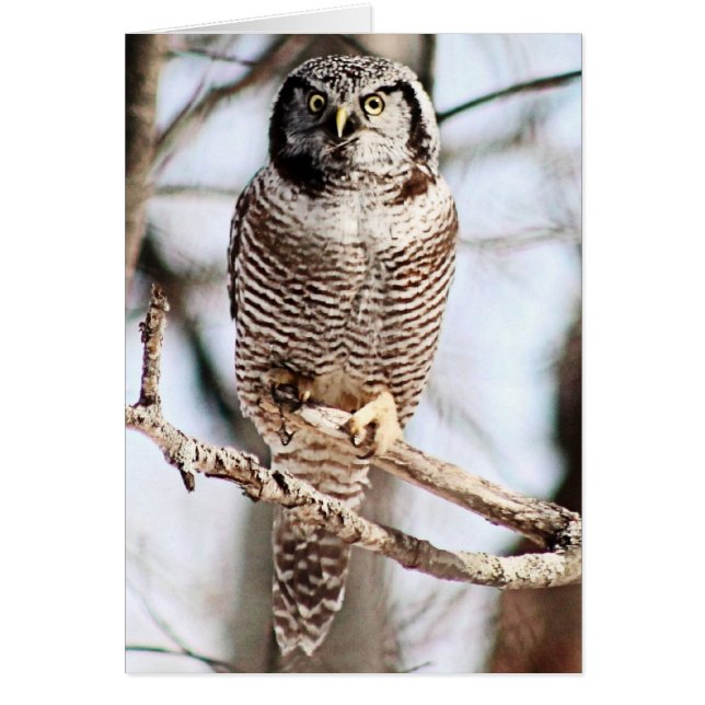 Chouette du Nord-Hawk 3 (Devant)