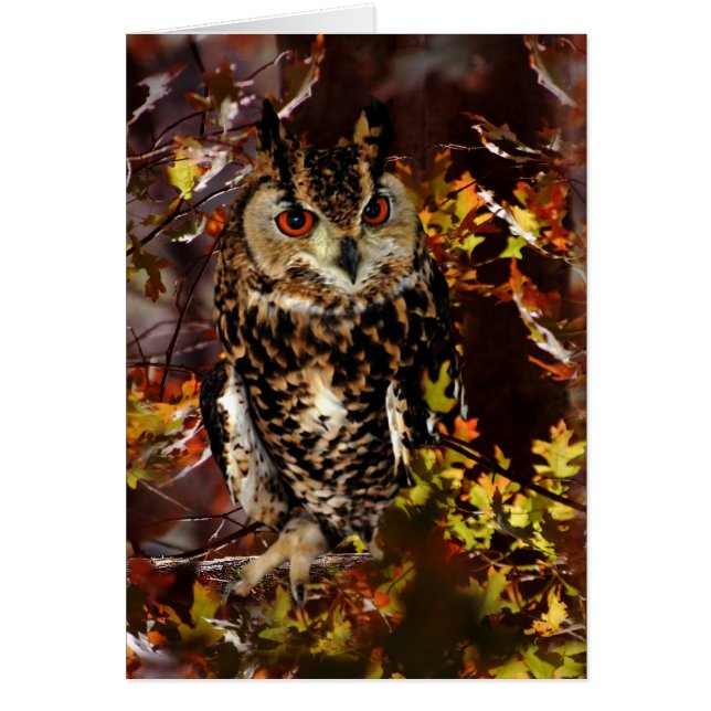 Chouette en automne (Devant)