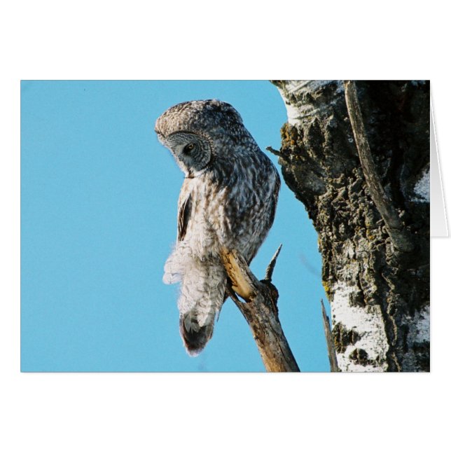 Chouette Gris 2 Dans L'Arbre (Devant horizontal)