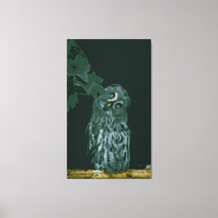 Chouette grise  Impression sur toile tendue