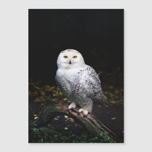 Chouette hivernale majestueuse