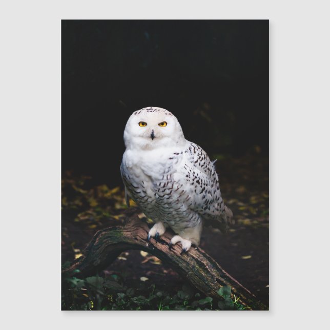 Chouette hivernale majestueuse (Devant)