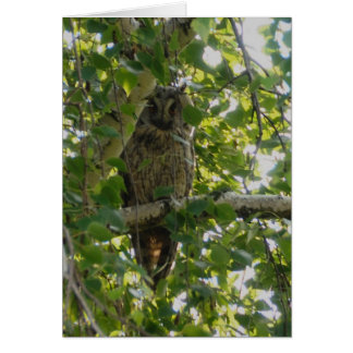 Chouette longue oreille dans l'arbre - asio otus