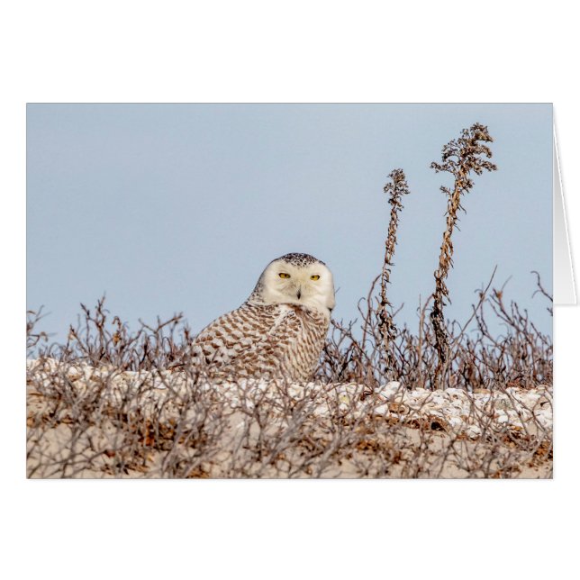 Chouette neige assise sur la plage (Devant horizontal)