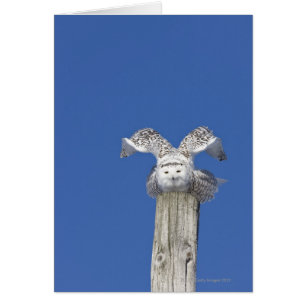 Chouette neigeuse au-dessus d'un poteau, se prépar