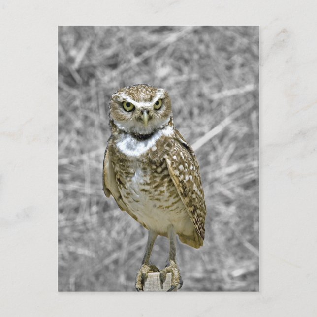Chouette sur carte postale (Devant)