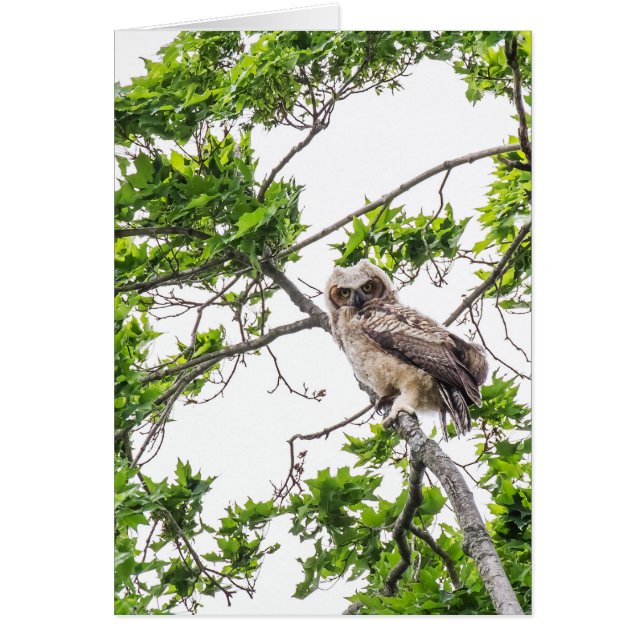 Chouette Sur Une Branche D'Érable (Devant)