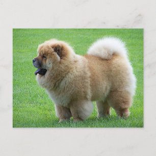 Chow Chow Chien Chien Chien Vierge Carte postale d