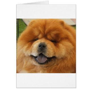 Chow Chow Secourt