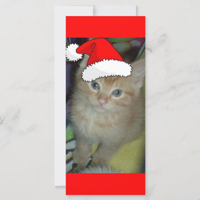 Christmas Orange Tabby Kitten (Devant)