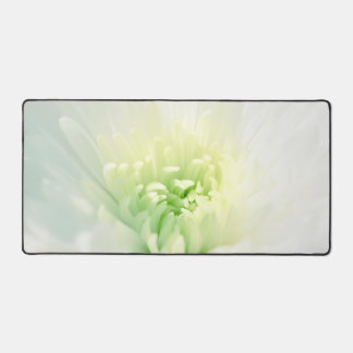 Chrysanthème blanc Belle maman blanche photo