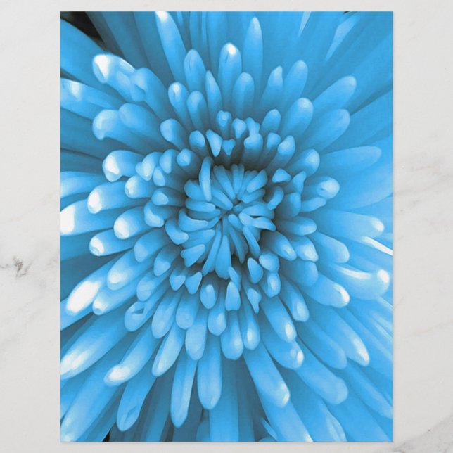 Chrysanthème bleu (Devant)