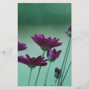 Chrysanthème et signification