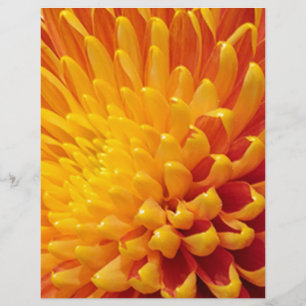Chrysanthème jaune et orange