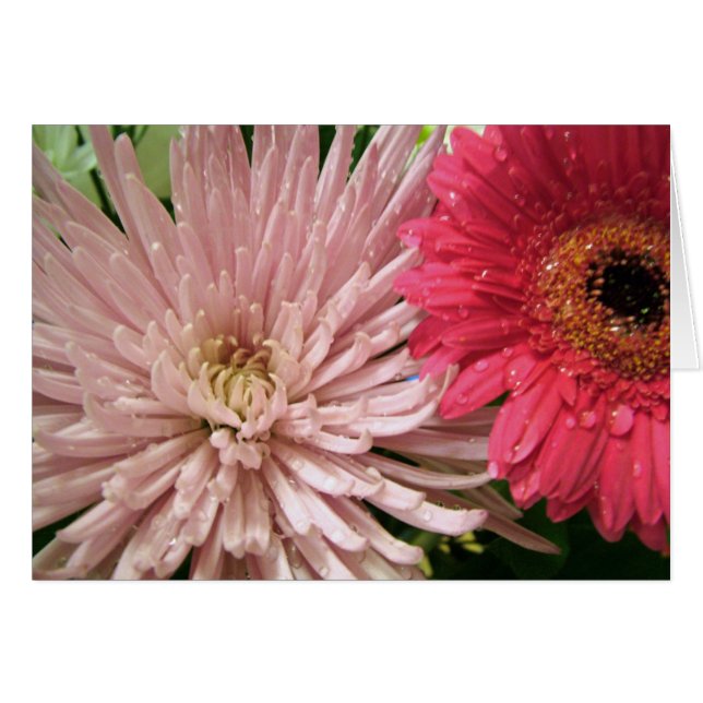 chrysanthème magnifique (Devant horizontal)