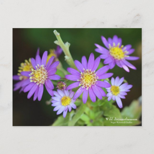 Chrysanthème sauvage : Carte postale (Devant)