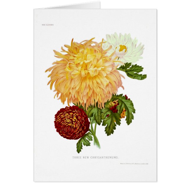 Chrysanthèmes (Devant)