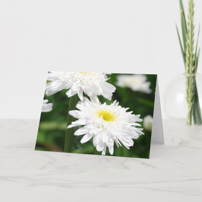 Chrysanthèmes blancs Cartes de voeux (Devant)