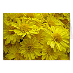 Chrysanthèmes jaunes de soleil
