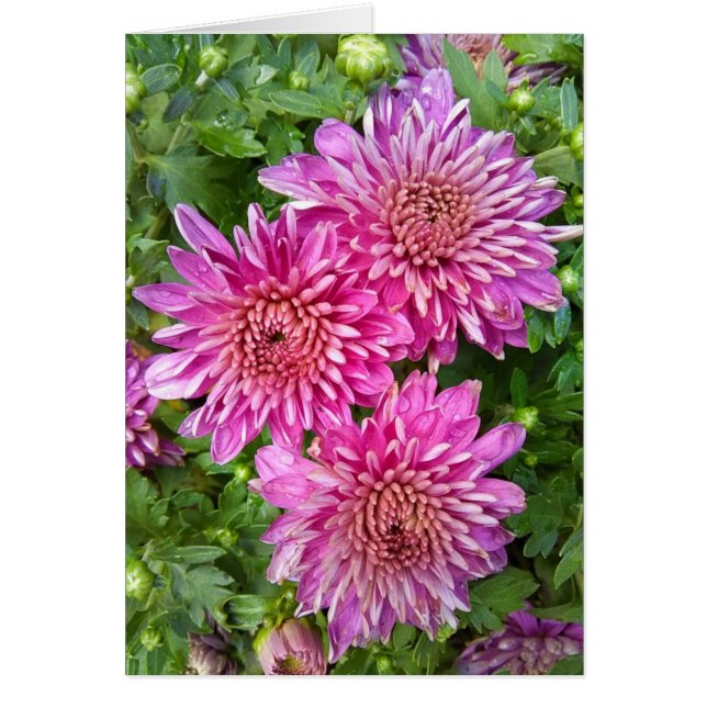 Chrysanthèmes rose-violet avec carte Raindrops (Devant)