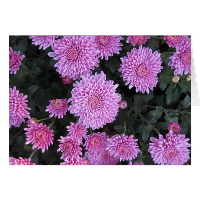 Chrysanthèmes Violet (Devant horizontal)