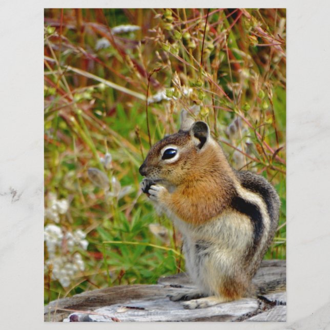 Chubby mignon chipmunk sur la souche de bois (Devant)