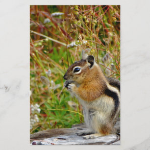 Chubby mignon chipmunk sur la souche de bois