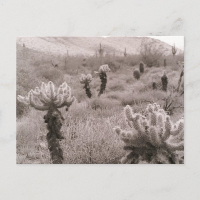 Chumping Cholla Cactus Desert B&W Photo Cartes pos (Devant)
