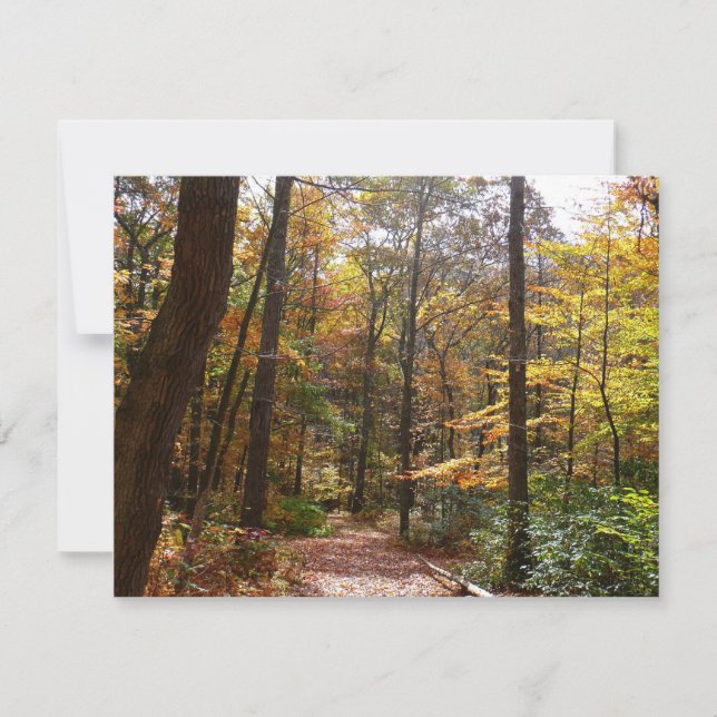 Chute Sunlit dans le parc national de Laurel Hill (Devant)