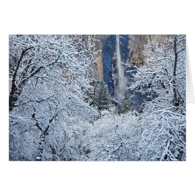 Chutes de neige fraîche dans les arbres sous Brida (Devant horizontal)